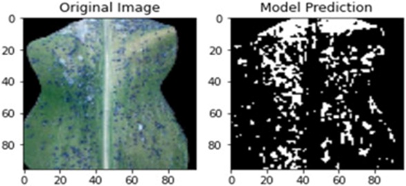 Figure 9. Segmented view of corn common rust.