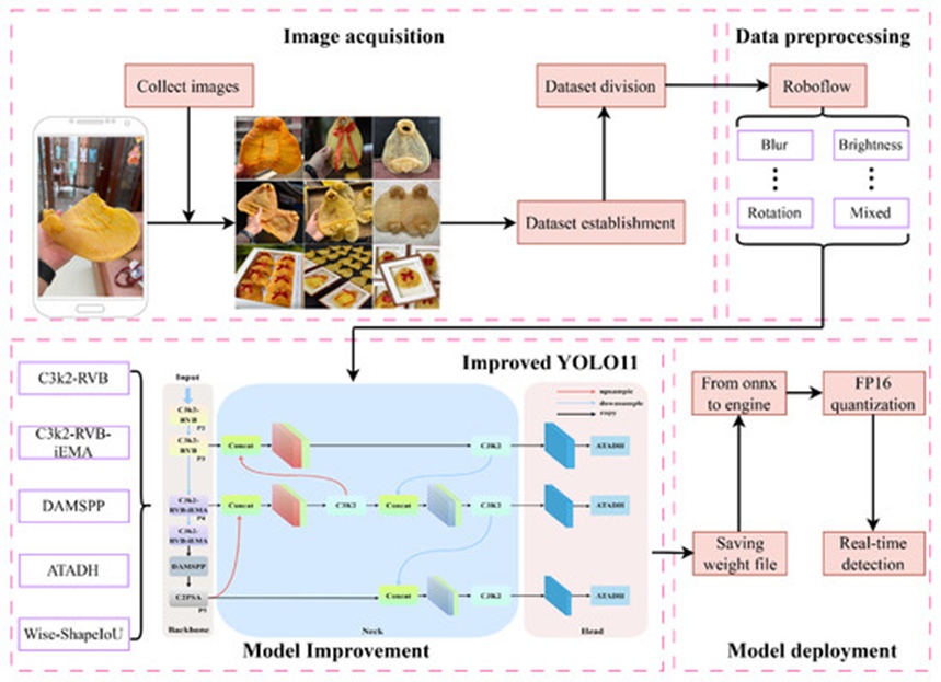 Figure 1. Fish maw authenticity detection framework.