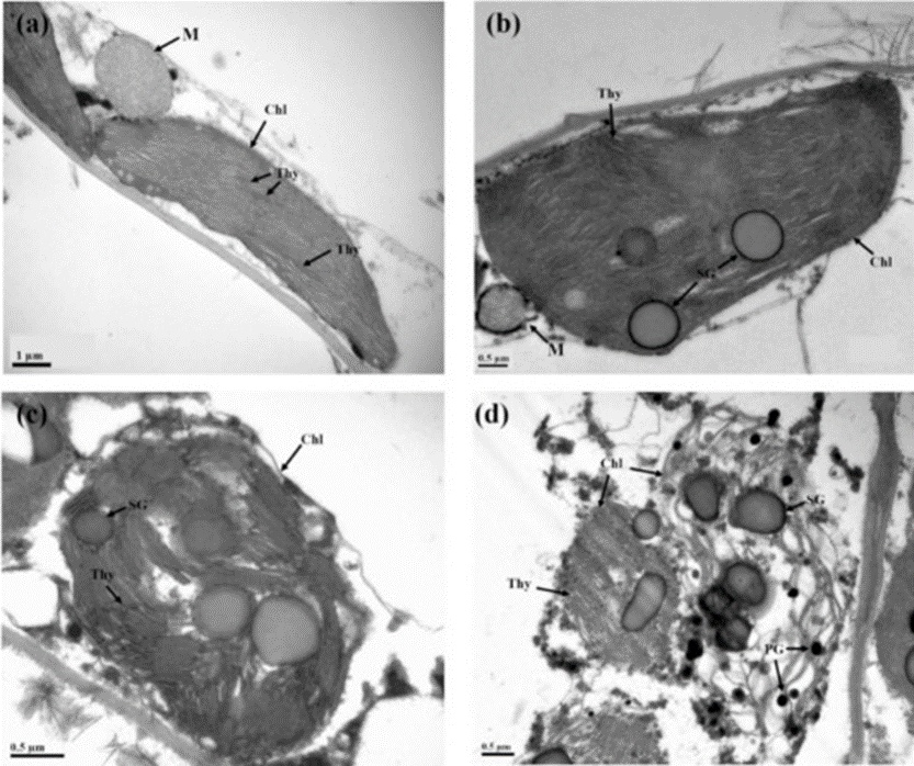 Figure 4. TEM images of chloroplasts of healthy leaf tissue (a) and infected tissues (b–d) with increasing degree of disease (M: mitochondria; Chl: chloroplast; PG: plastoglobuli; SG: starch granule; Thy: thylakoid).