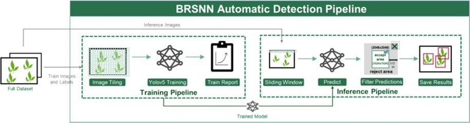 Figure 8. Overview of the complete detection pipeline. The training pipeline consists of a preprocessing step to tile the image, a step to tune the model weights, and a report showing the training and validation learning curves and metrics. In the inference or test step, the images are tiled using the same methodology as in training to obtain the prediction.