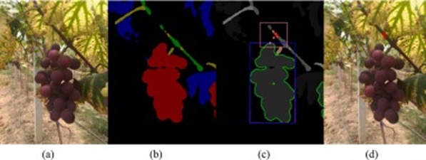 Figure 15. Localization failures in short and low grape peduncle scenarios: (a) Original image; (b) Semantic segmentation result; (c) Picking point localization result; (d) Visualization of the picking point on the original image.
