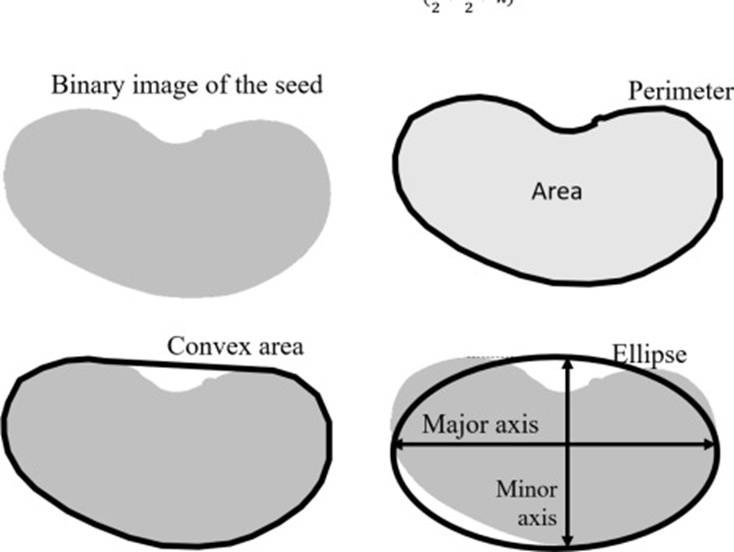 Figure 2. Basic spatial features computed from the binary image.